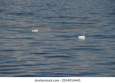 Swan couple in the lake  - Powered by Shutterstock