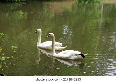 Swan Couple Swimming In The Water. Two White Swans In The Lake.