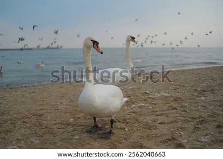 Swan couple, two swans on the seashore beach before sunset in winter in Sopot, Poland. Background wallpaper high quality picture