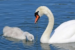 Swan And Cygnet On A Lake	
