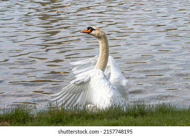 Swan Dance Flapping Wings Stock Photo 2157748195 | Shutterstock