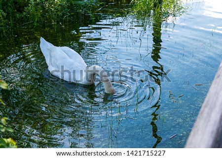 A swan dives its head into the water and seeks to eat something