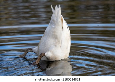 Swan diving for food in water with its but in the air in the Amsterdamse bos in the Netherlands