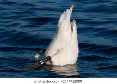 Swan diving in Zwolle in Netherlands - Powered by Shutterstock