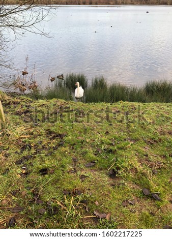 Swan and ducks playing hide and seek on water