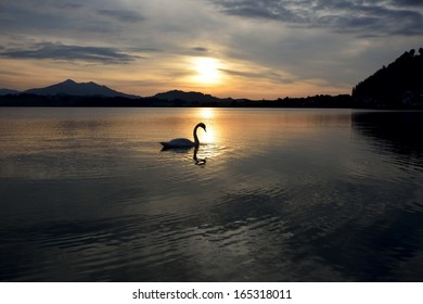 Swan during sunset at lake Hopfensee in the Allgaeu (Bavaria, Germany)