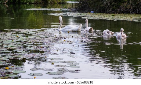 Swan Familly On A Pond.