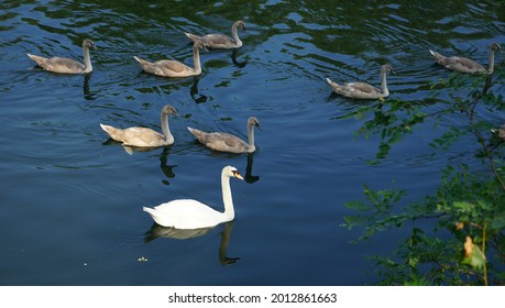 Swan Family Along The Ticino River