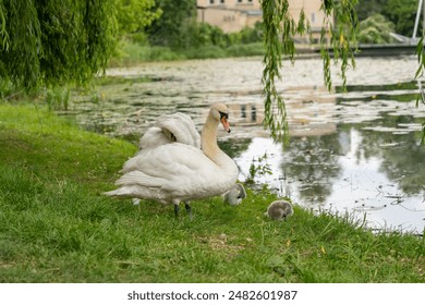 Swan family cleaning feathers, baby cygnets lakeside, adult and small swans on grassy bank, chickens and ducklings natural habitat, peaceful environment, wildlife observation - Powered by Shutterstock