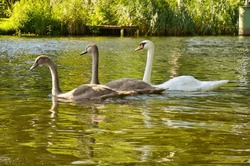 Swan Family. Elegant White Swan Swims In The Water With Its Two Grey Young. The Wild Animal Appears Majestic. Large Bird. Animal Photograph In Nature