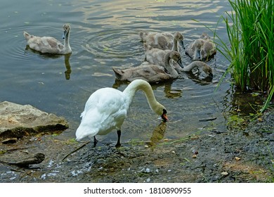 Swan Family Foraging For Food On The Border Of A Lake.