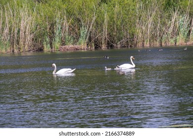 Swan Family On The Mill Pond