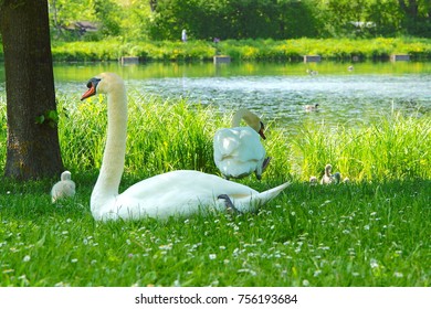 Swan family in the park - Shutterstock ID 756193684