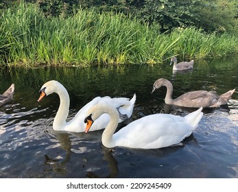 Swan Family Swimming Down Duke Of Northumberland River