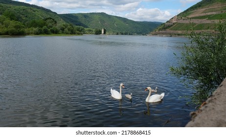 Swan Family Swimming In The River Nahe, Which Flows Into The River Rhine. Near The City Of Bingen And Rüdesheim In Germany. The Mice Tower And Ehrenbreitstein Castle Can Be Seen In The Panoramic View.