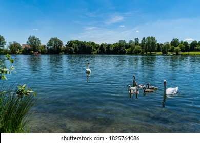 Swan Family Swimming In A Small Lake During Summer Time