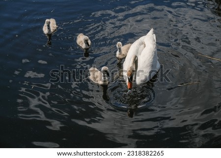 Swan family swims in the pond. Small gray swan children.