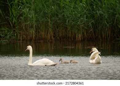 Swan family: two adult swans and two chicks