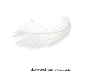 Swan Feather Isolated On White Background 