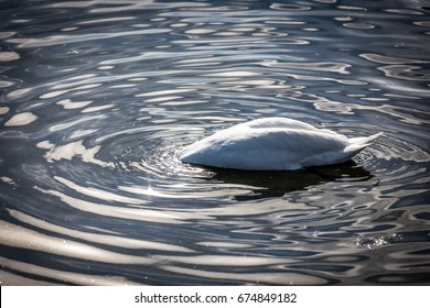 63 Swan Saying Images, Stock Photos & Vectors | Shutterstock