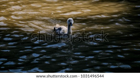 Swan feeding in the zoo