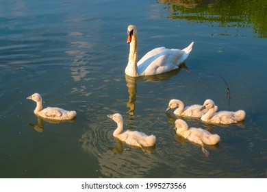 Swan Female Five Cute Chicks Swimming Stock Photo 1995273566 