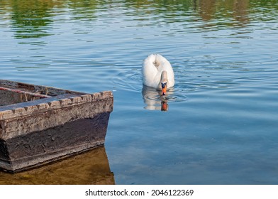 Swan And Fishing Boat On River