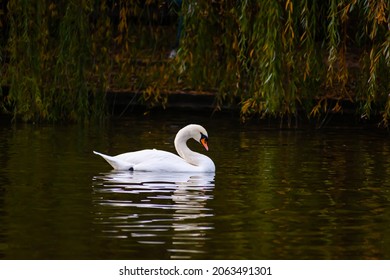 A Swan Floats Quietly On The Lake