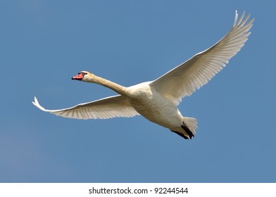 Swan Flying