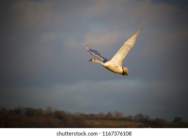 Bottom Wing Images Stock Photos Vectors Shutterstock