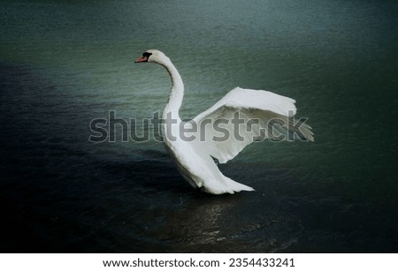 Similar – Weisser Schwan vor dunklem Hintergrund im Landeanflug