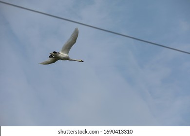 Swan flying through power lines - Powered by Shutterstock