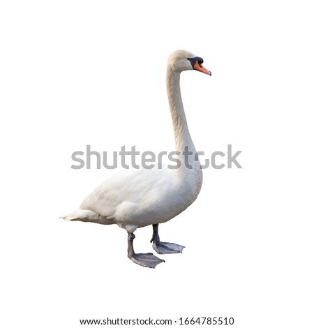 Swan in full length cut out on white background standing on legs. Full body animal portrait isolated.