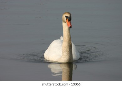 swan gliding on lake
