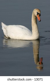 swan gliding on lake