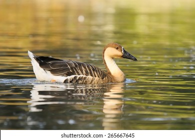 Swan Goose (Anser Cygnoides)