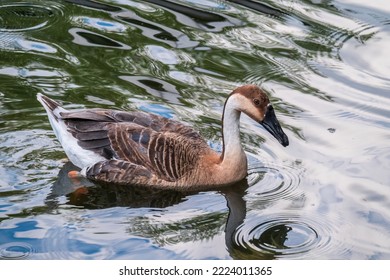 Swan Goose, Anser cygnoides,swiming in lake water. Swan Goose is a large goose with a natural breeding range in inland Mongolia, northernmost China, and the Russian Far East
