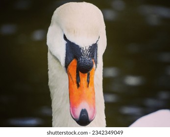 A Swan Head and Face close up. - Shutterstock ID 2342349049