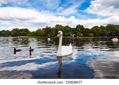 Swan In Hyde Park