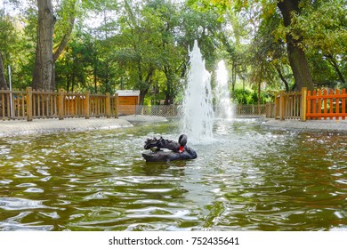 The Swan In Kugulu Park - Ankara, Turkey