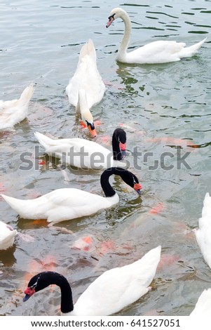 Similar – Image, Stock Photo swan lake Water Waves Lake