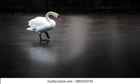 Swan Lake, Dance With Me On The Frozen Lake 
Single Swan Lifting His Foot In A Monochromatic Style 