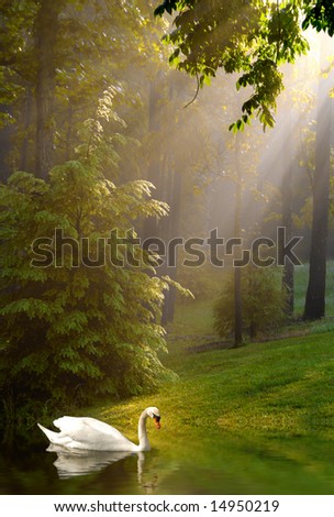 Swan in lake with early morning sunshine streaming through trees on foggy morning