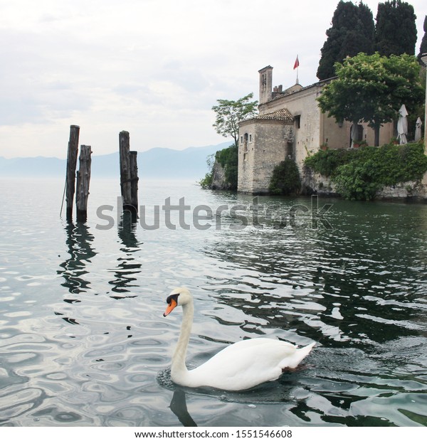 A swan on a Garda Lake