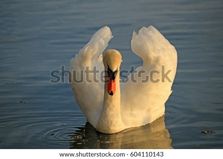 Similar – Image, Stock Photo swan Colour photo