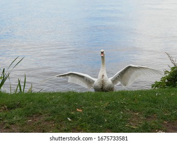 Swan in the lake, Germany.