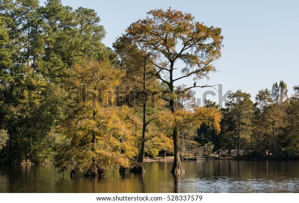 Swan Lake Iris Gardens Sumter South Stock Photo Edit Now 528337579