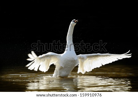 Similar – Weisser Schwan vor dunklem Hintergrund im Landeanflug