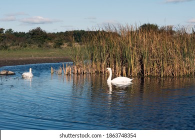 Swan In A Lake On Langeland