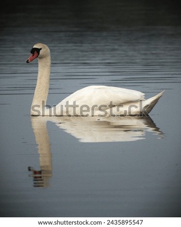 swan, lake, white, nature, beautiful, 